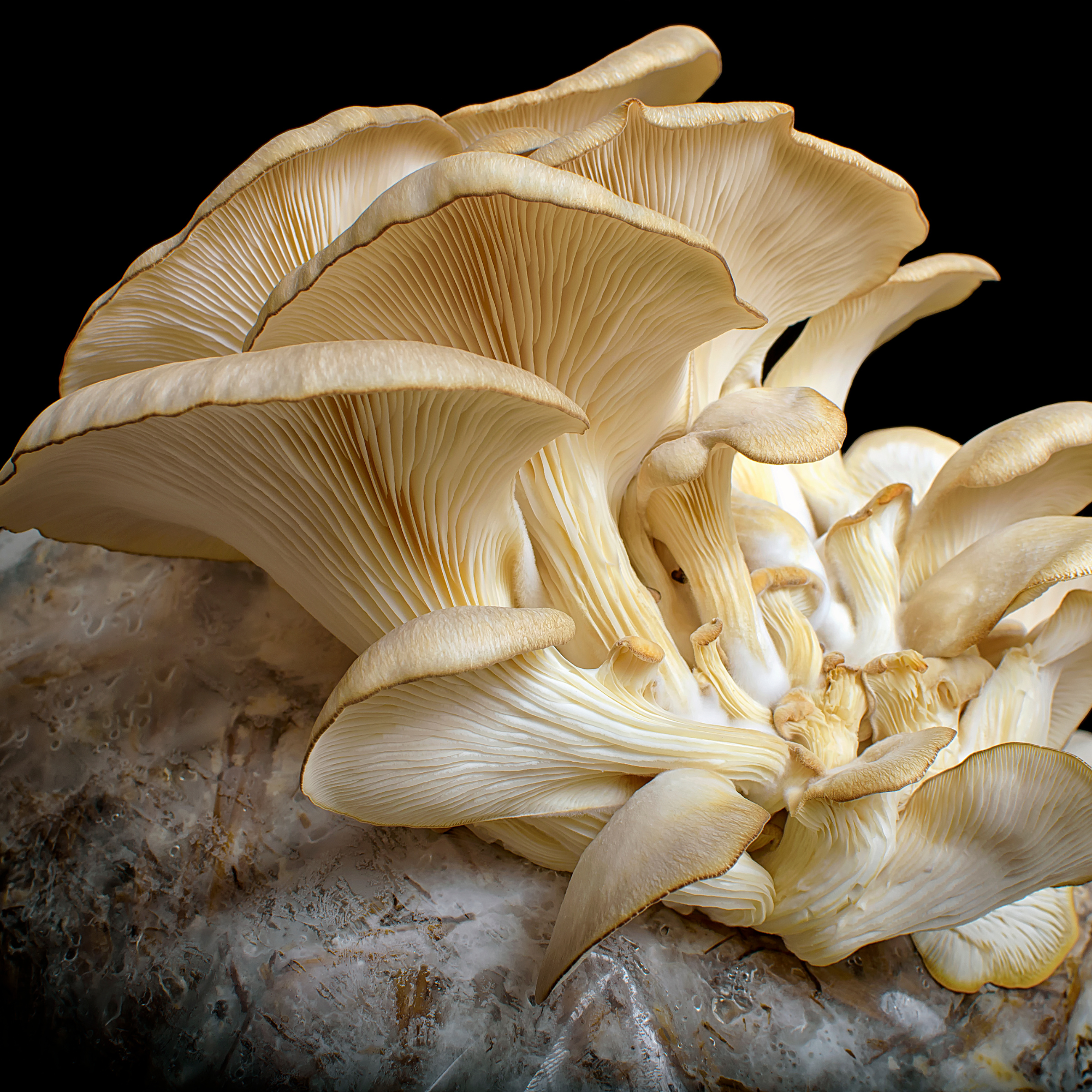 Oyster Mushroom